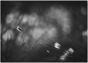 Tablou pe sticlă - Iarbă de pajiște (70x50 cm)