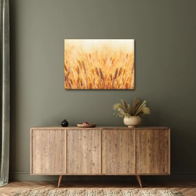 Tablou - câmp cu grâne (70x50 cm)