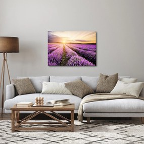 Tablou - Răsărit de soare în câmp de lavandă (70x50 cm)