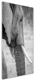 Tablou pe pe sticlă Elefant