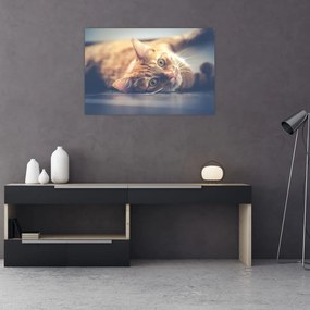 Tablou - Pisici pe podea (90x60 cm)