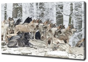 Tablou pe pânză canvas Lupi în timpul iernii