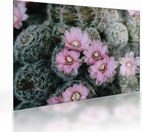 Tablou pe sticlă floare de cactus (70x50 cm)