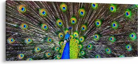 Tablou - Păun (120x50 cm)