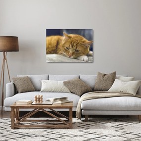 Tablou pe sticlă pisicii (70x50 cm)