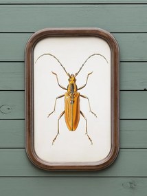 Set 9 tablouri cu insecte, cu rama din lemn de pin, Insects