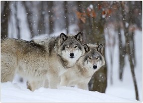 Tablou - Lupii în timpul iernii (70x50 cm)