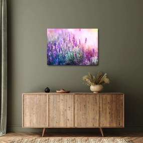 Tablou - Lavandă în strălucirea soarelui (70x50 cm)