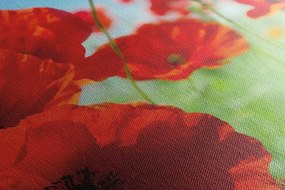 Tablou flori de mac într-o pajiște