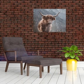 Tablou pe sticlă - Vaca Highlander (70x50 cm)