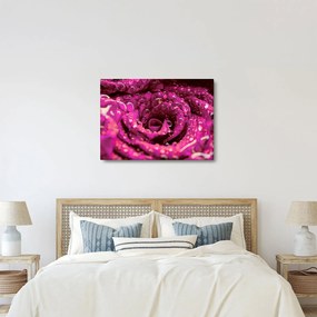 Tabloul cu floarea trandafirului roz (70x50 cm)