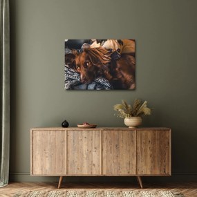 Tablou cu câini dormind (70x50 cm)