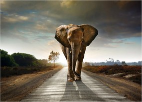 Tablou pe sticlă cu elefant (70x50 cm)