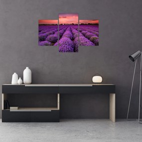 Tablou - Câmp de lavandă (90x60 cm)