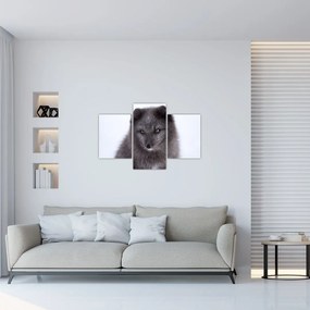 Tablou cu vulpe polară (90x60 cm)