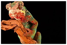 Tablou cu cameleon pe creangă (90x60 cm)