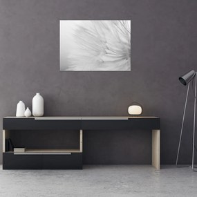 Tablou - Dandelion (70x50 cm)