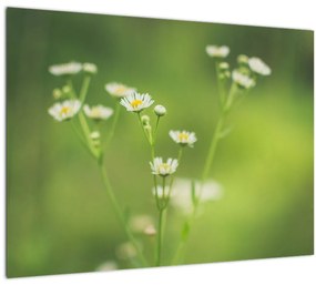 Tablou - Margarete (70x50 cm)