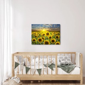 Tablou - Floarea-soarelui la apus de soare (70x50 cm)