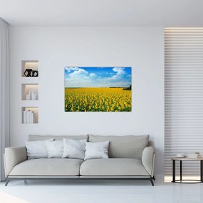 Tablou - câmp cu floarea soarelui (90x60 cm)