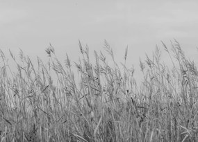 Fototapet, Reed Meadow, Gray, Rebel Walls