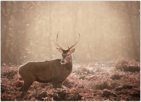 Tablou - Cerb în pădure (70x50 cm)