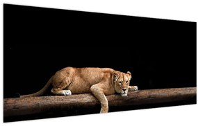 Tablou - Lioness (120x50 cm)