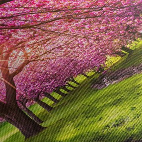 Tablou - Cireși înfloriți, Hurd Park, Dover, New Jersey (150x105 cm)