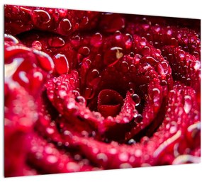 Tablou cu floarea trandafirului roșu (70x50 cm)