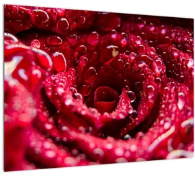 Tablou cu floarea trandafirului roșu (70x50 cm)
