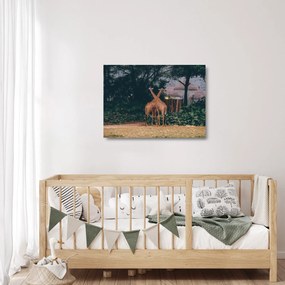Tablou pe sticlă cu două girafe (70x50 cm)