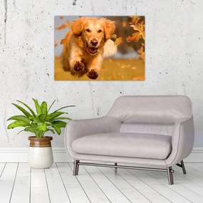 Tablou pe sticlă - Golden Retriever (70x50 cm)