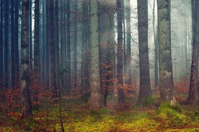 Fototapet autoadeziv misterul pădurii (2)