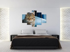 Tablou - Pisica domestică (150x105 cm)