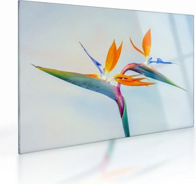 Tablou pe sticlă cu floarea Strelicie (70x50 cm)