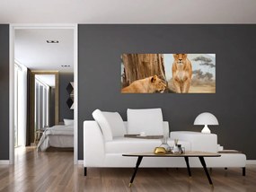 Tablou - două leoaice (120x50 cm)