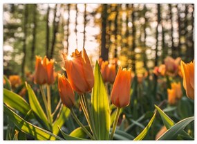 Tablou - florile lalelelor (70x50 cm)