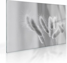 Tablou pe sticlă - Iarbă de coadă de iepure (70x50 cm)