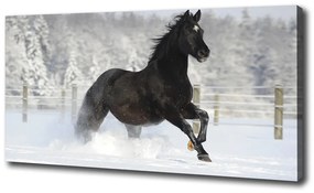 Print pe pânză Un cal în galop de zăpadă