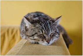 Tablou cu pisica pe fotoliu (90x60 cm)