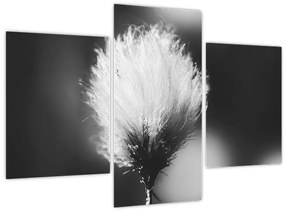 Tablou - Coțofană neagră și albă (90x60 cm)