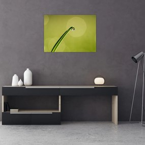 Tablou pe sticlă cu picătură de apă pe iarbă (70x50 cm)