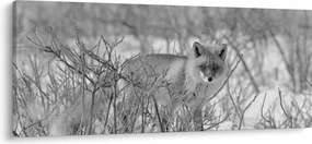 Tablou - Vulpe,alb-negru (120x50 cm)