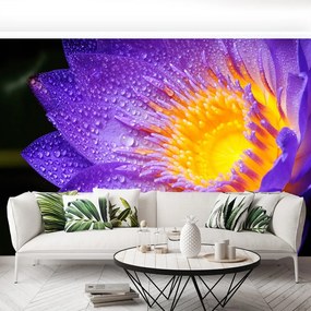 Fototapet Purple Lotus