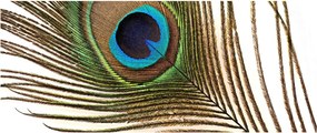 Tablou cu pene de păun (120x50 cm)