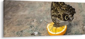 Tablou cu fluturi (120x50 cm)