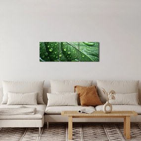 Tablou - Detaliu de frunze după ploaie (cu ceas) (90x30 cm)