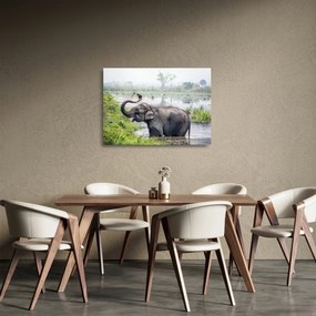Tablou pe sticlă - Elefant de scăldat (70x50 cm)