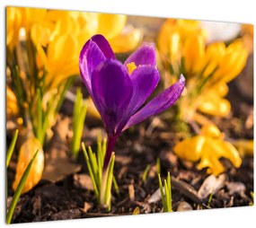 Tablou pe sticlă cu floare violetă (70x50 cm)