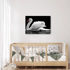 Tablou pe sticlă cu lebăda alb neagră (70x50 cm)